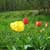 Tulipes
