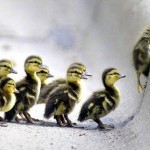 Follow DoFollow NoFollow