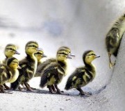 Follow DoFollow NoFollow