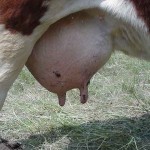 Grosse poitrine