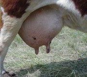 Grosse poitrine